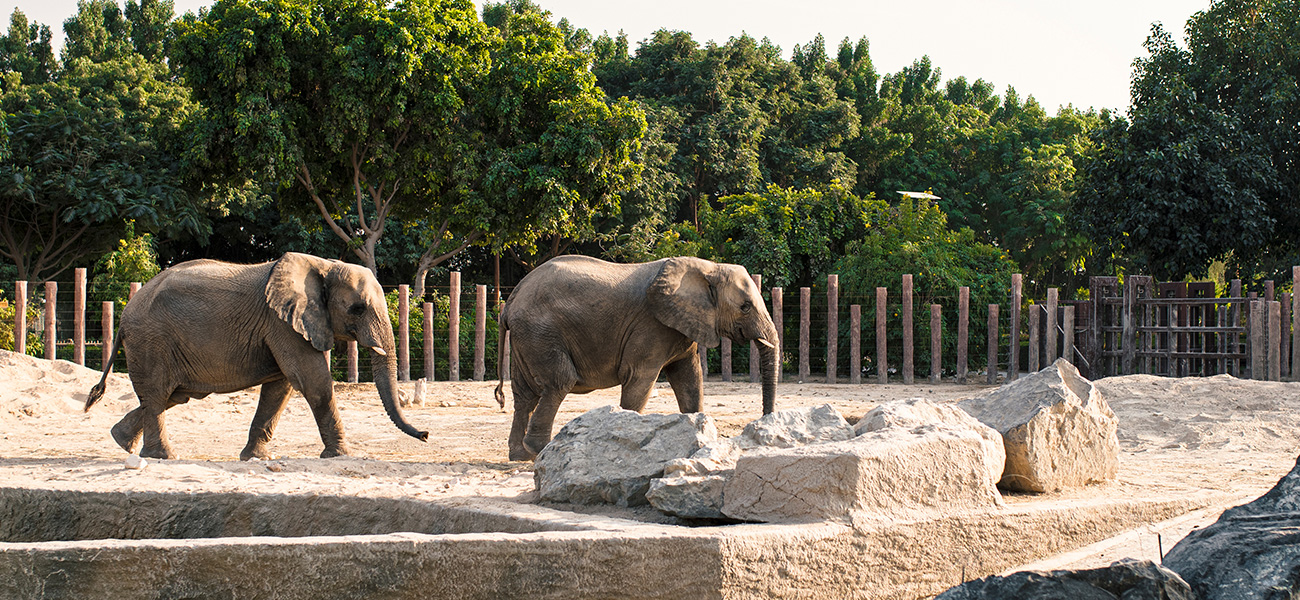 Elephants at the zoo.